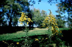 Photo of goldenrod in bloom